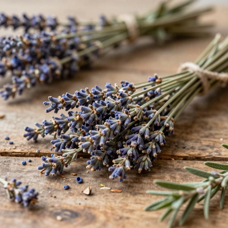 Lavandula dentata