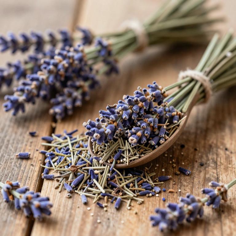 Lavandula maroccana