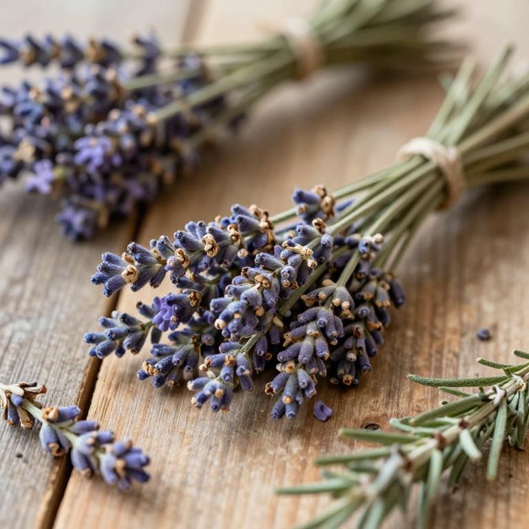 Lavandula pedunculata