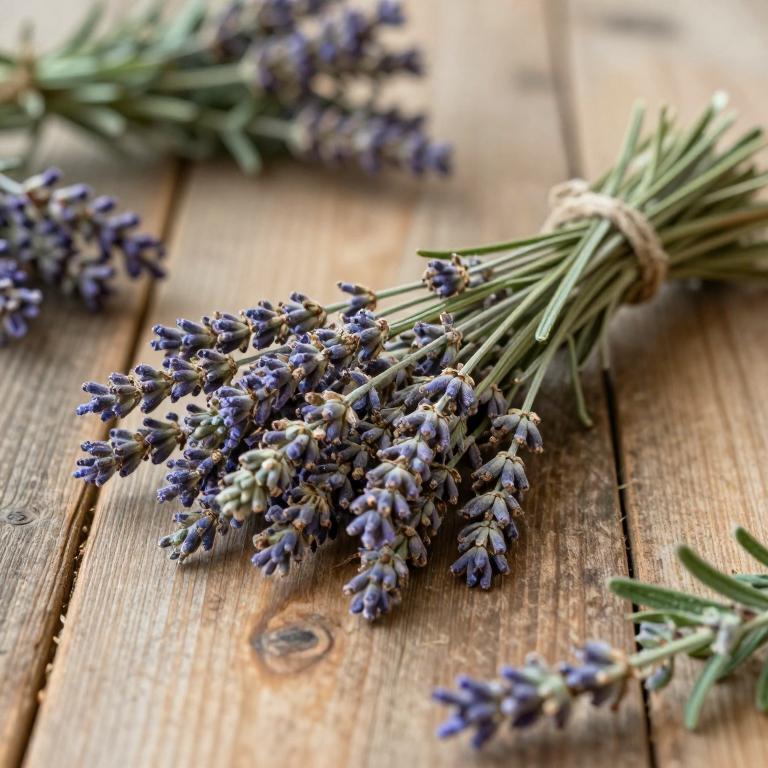 Lavandula stoechas subsp. luisieri