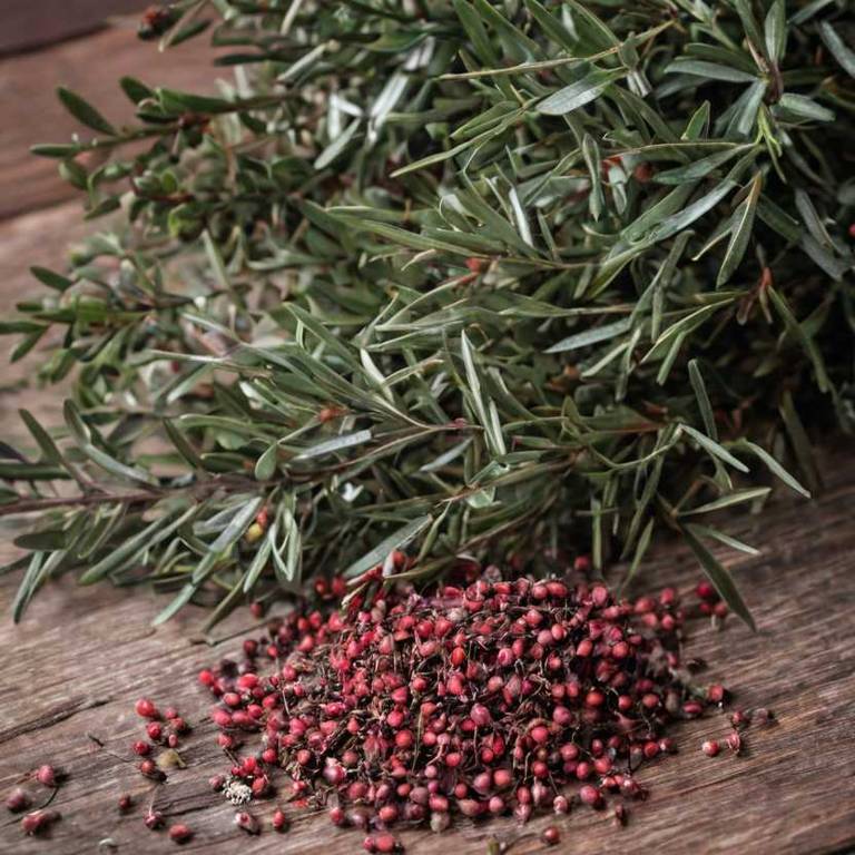 leptospermum scoparium