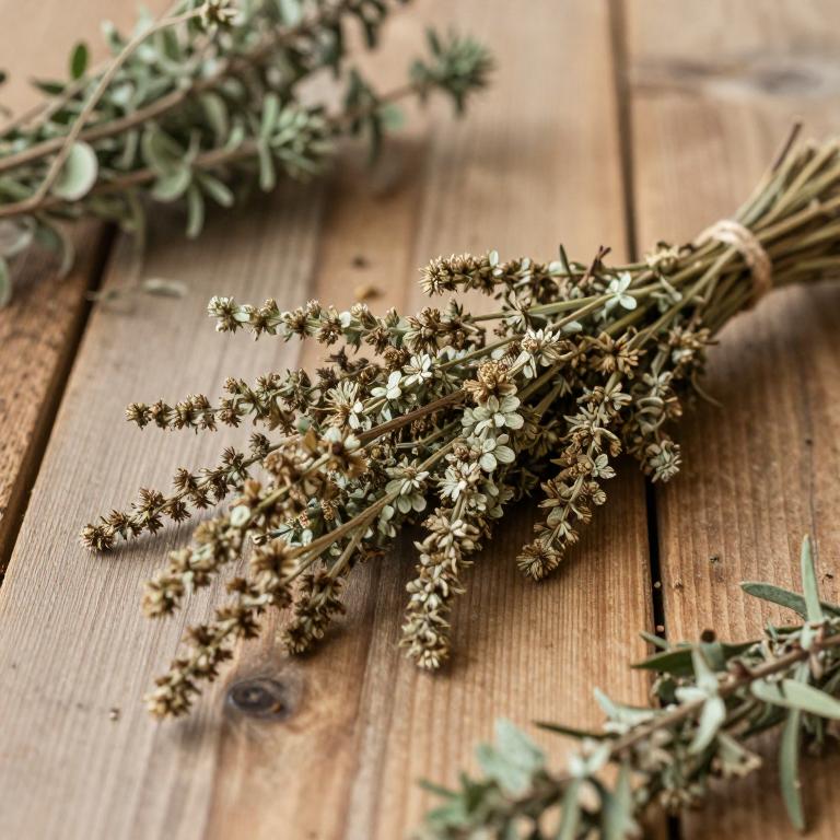 Liatris spicata