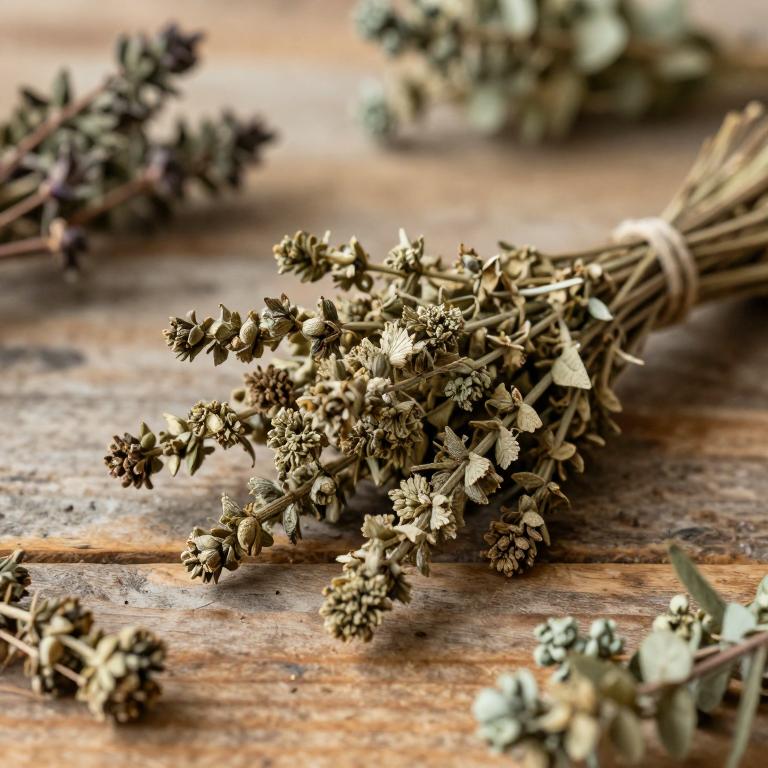 Limonium coralloides