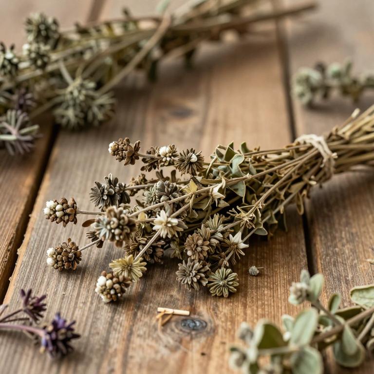 Limonium tetragonum