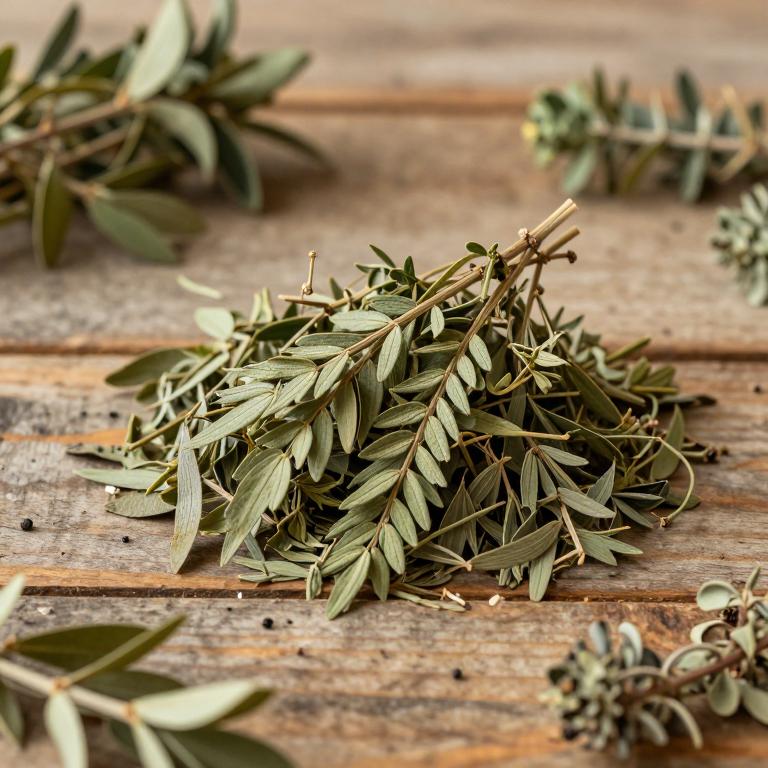 Litsea rotundifolia var. oblongifolia