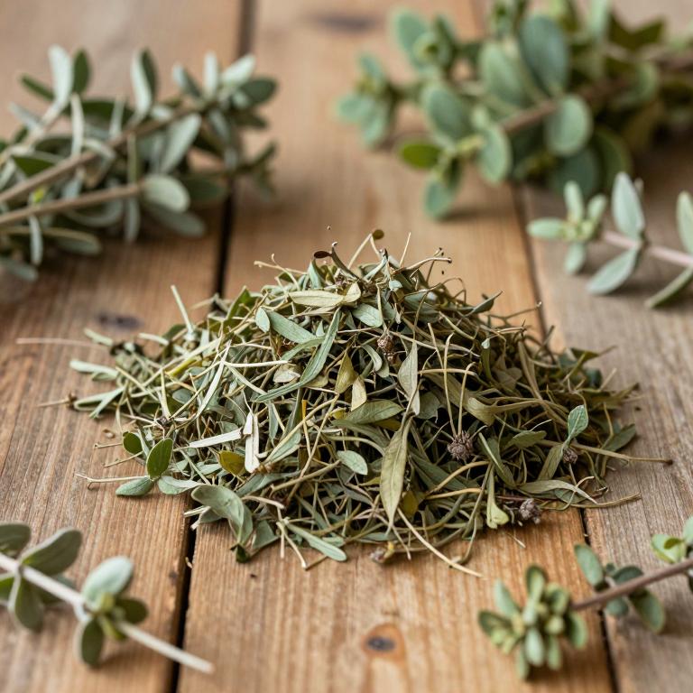Ludwigia repens