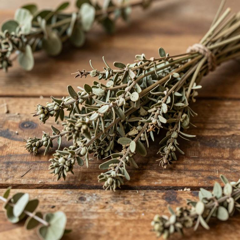 Lychnophora salicifolia