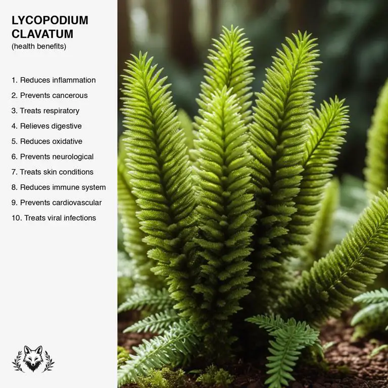 benefits of Lycopodium clavatum