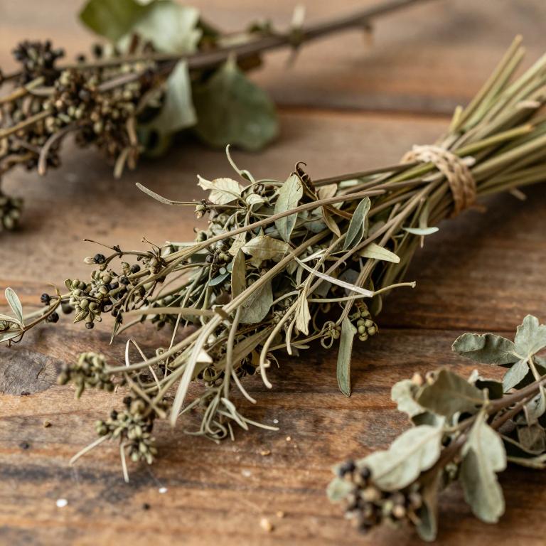 Manihot