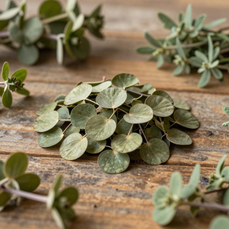 Marsilea vestita