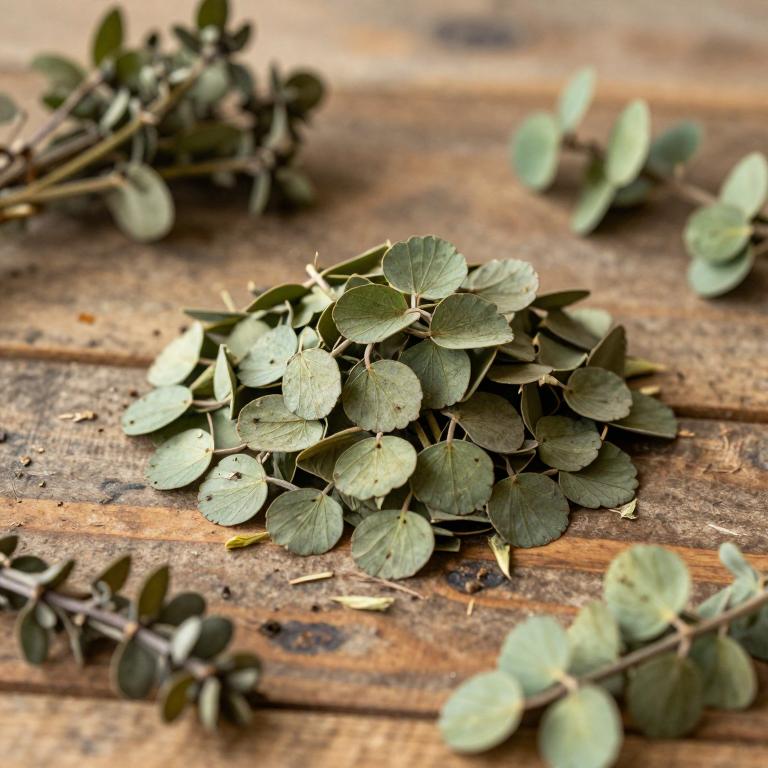 Marsilea