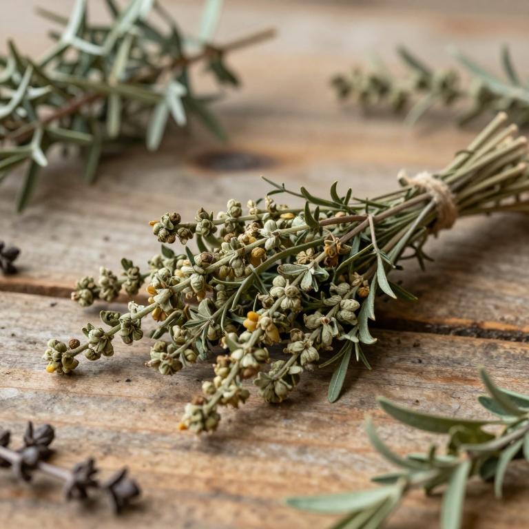 Melaleuca bracteata