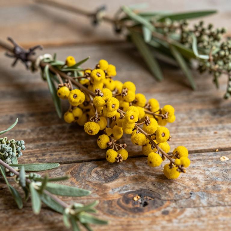 Melaleuca citrina