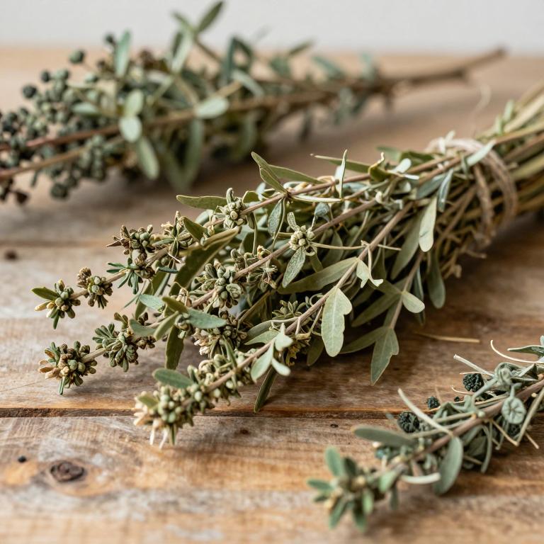 Melaleuca