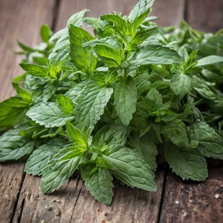 mentha aquatica