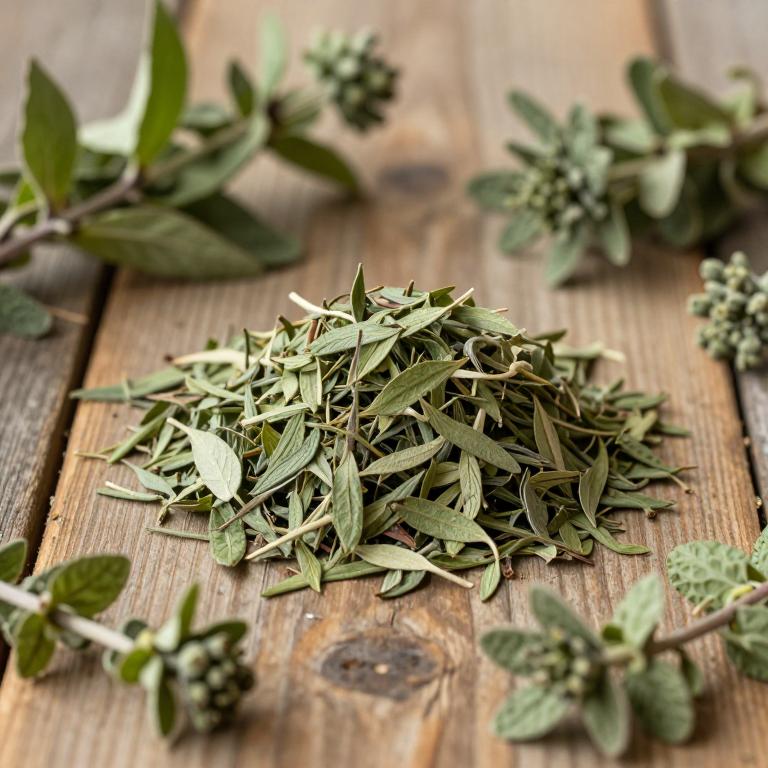 Mentha satureioides