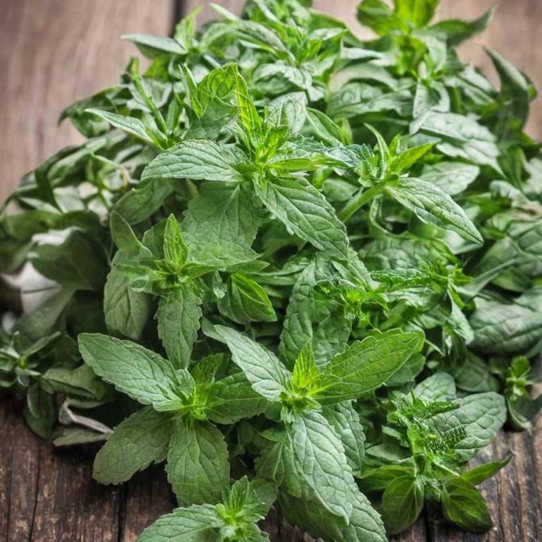 mentha x piperita for upset stomach