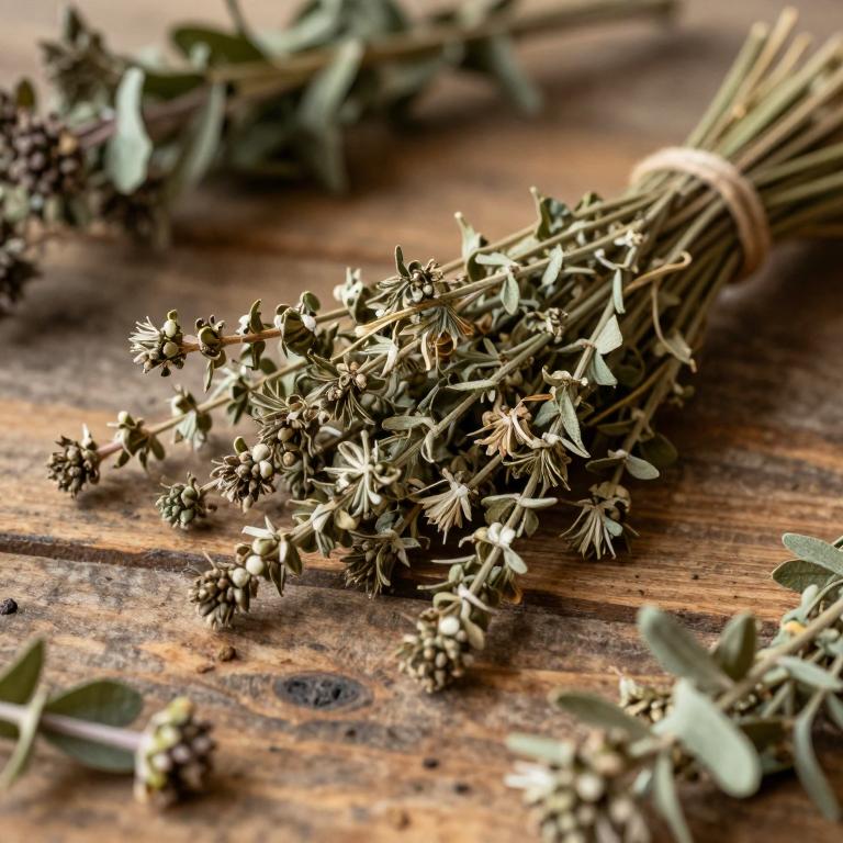 Mercurialis annua