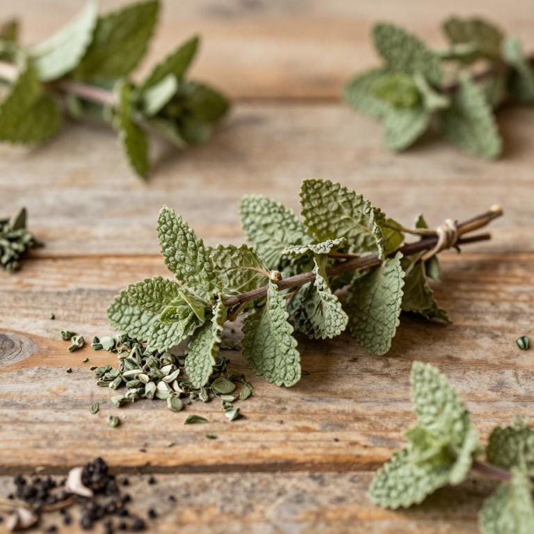 Minthostachys andina