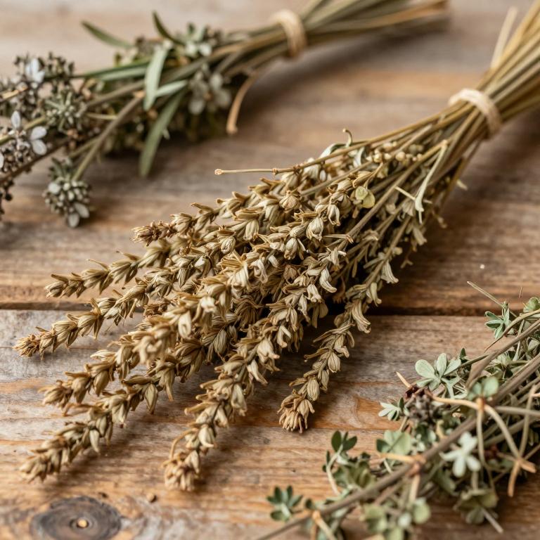 Miscanthus