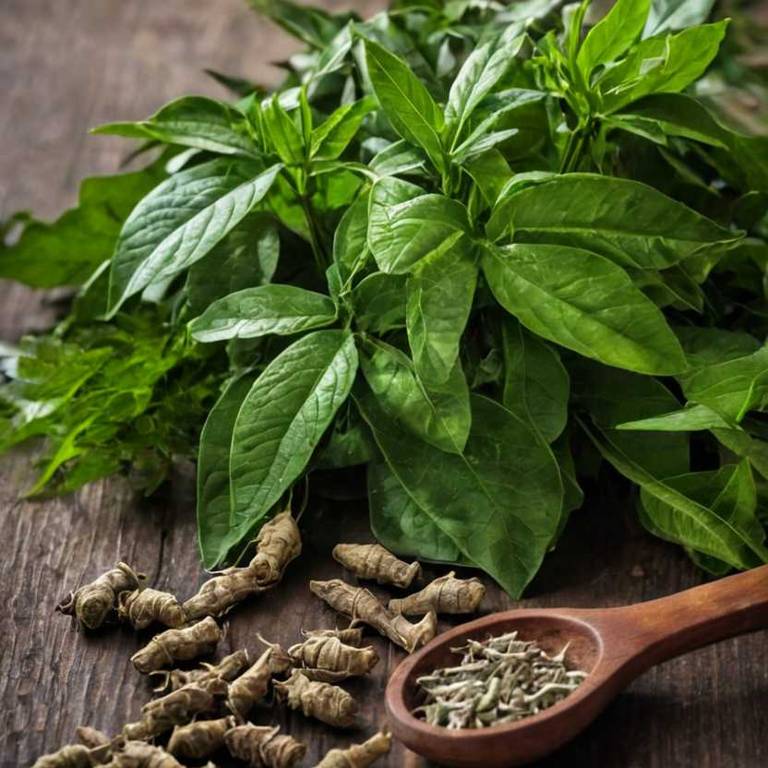 What to know about Morinda officinalis (noni) before using it medicinally