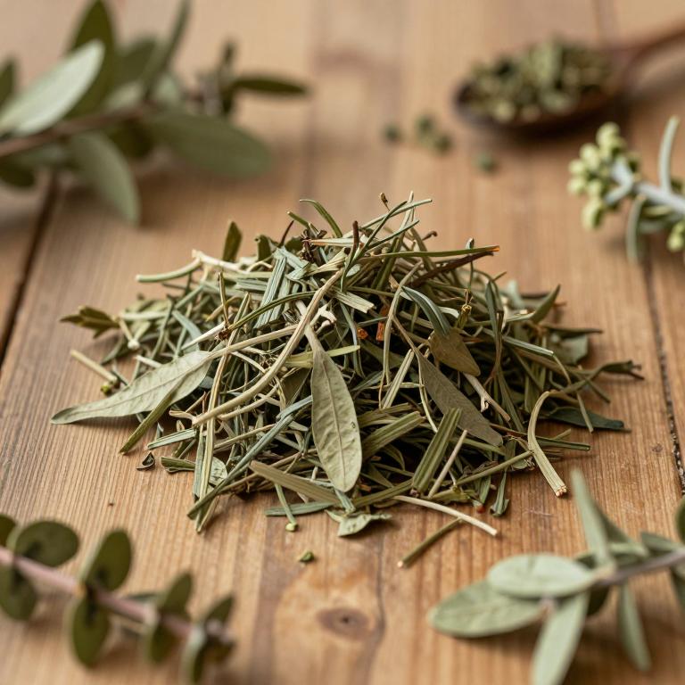 Nectandra angustifolia