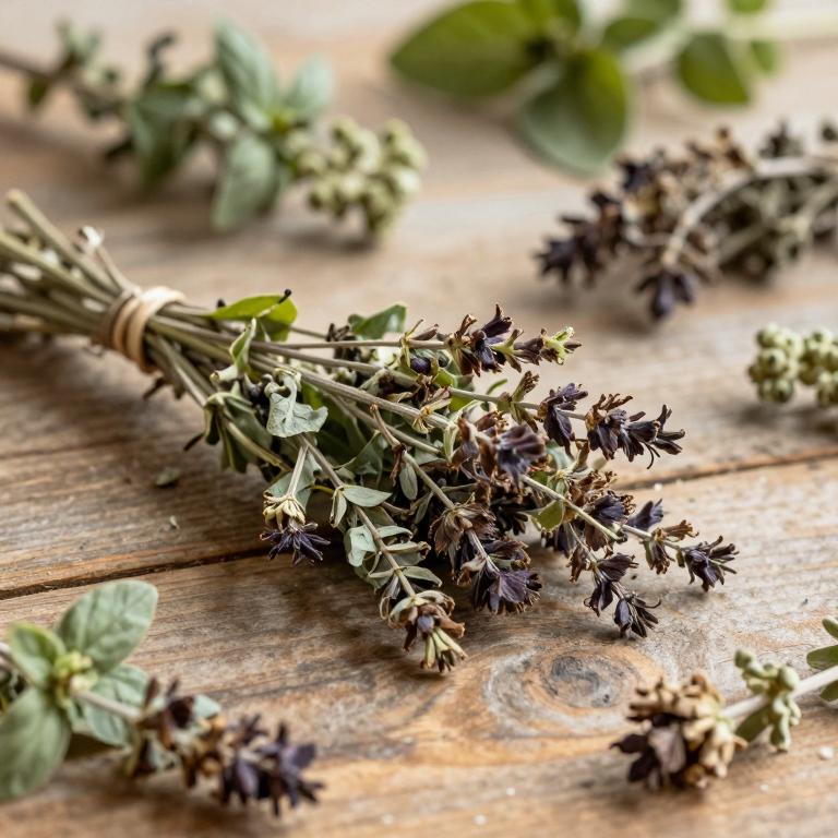Ocimum basilicum var. minimum