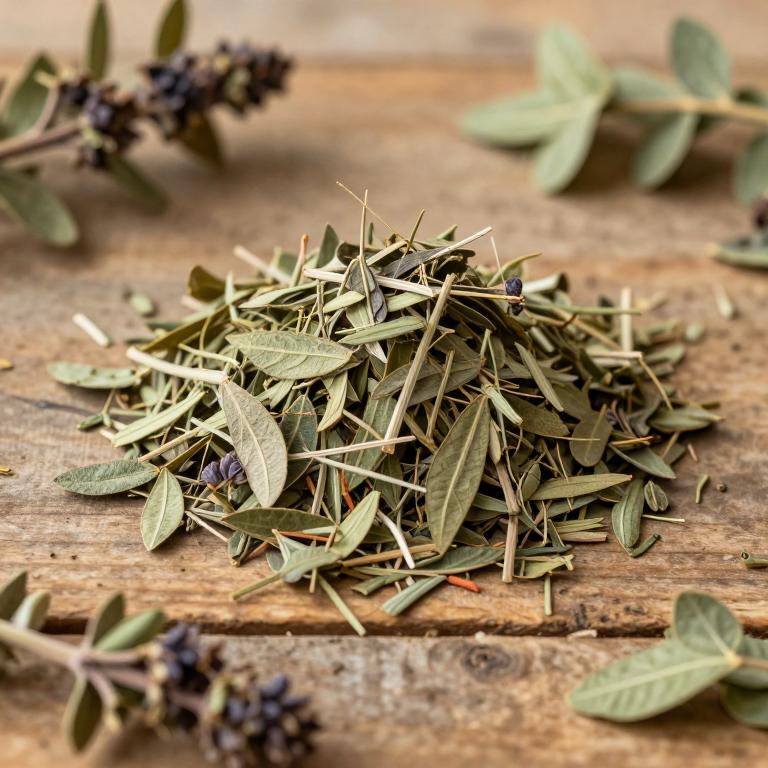 Ocimum carnosum