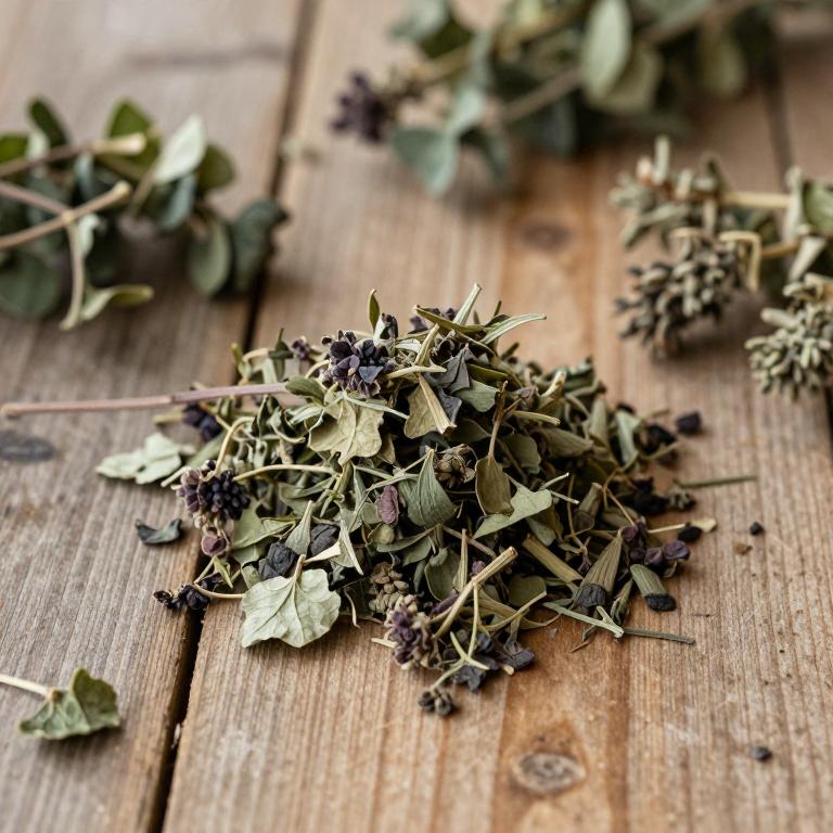 Ocimum