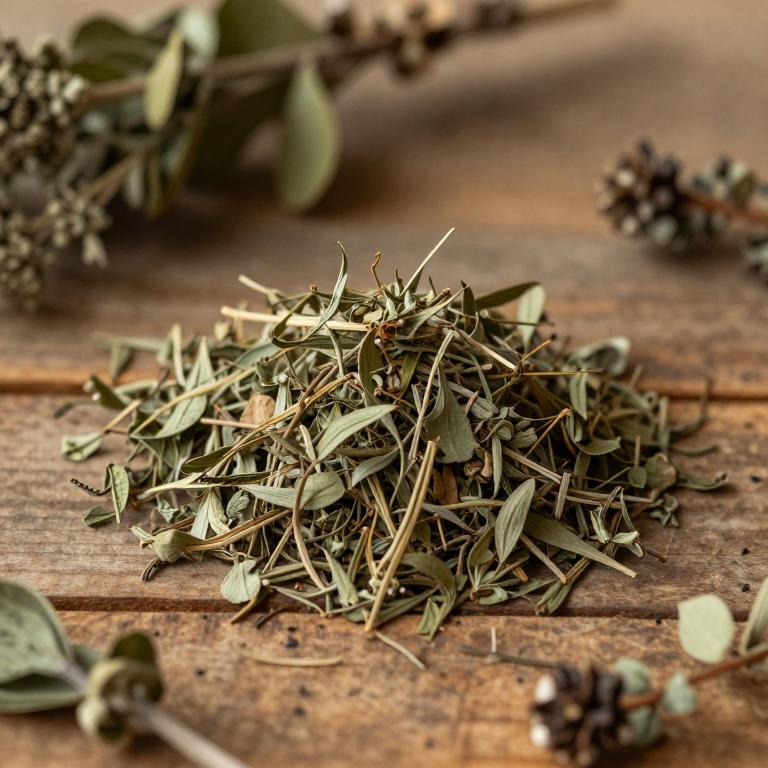 Ocotea foetens
