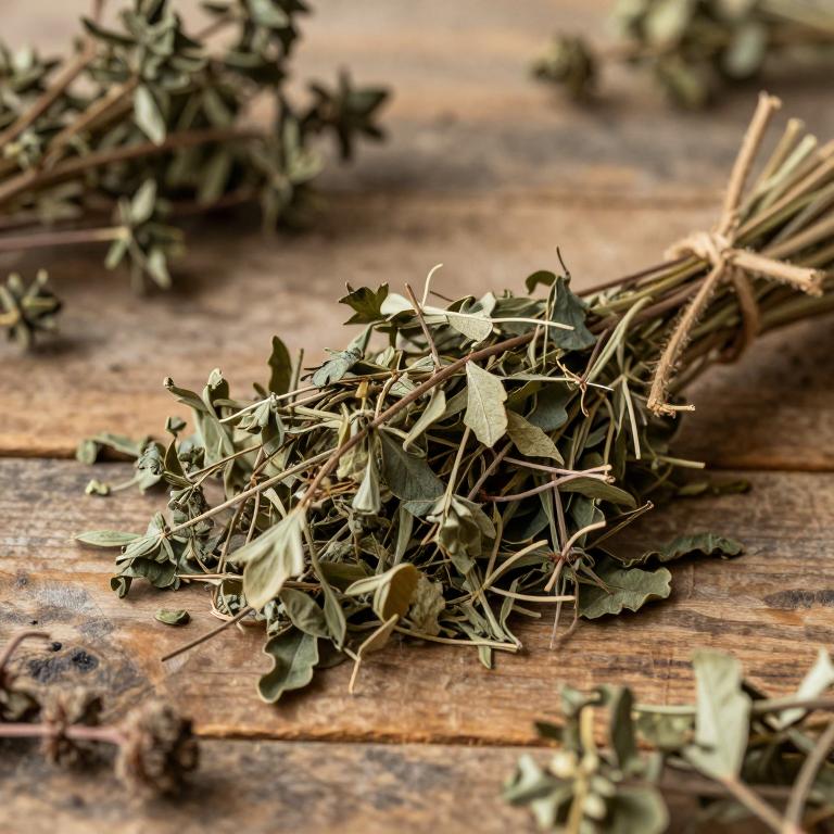 Ocotea odorifera