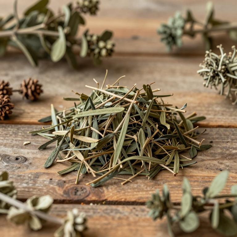 Ocotea paranaensis