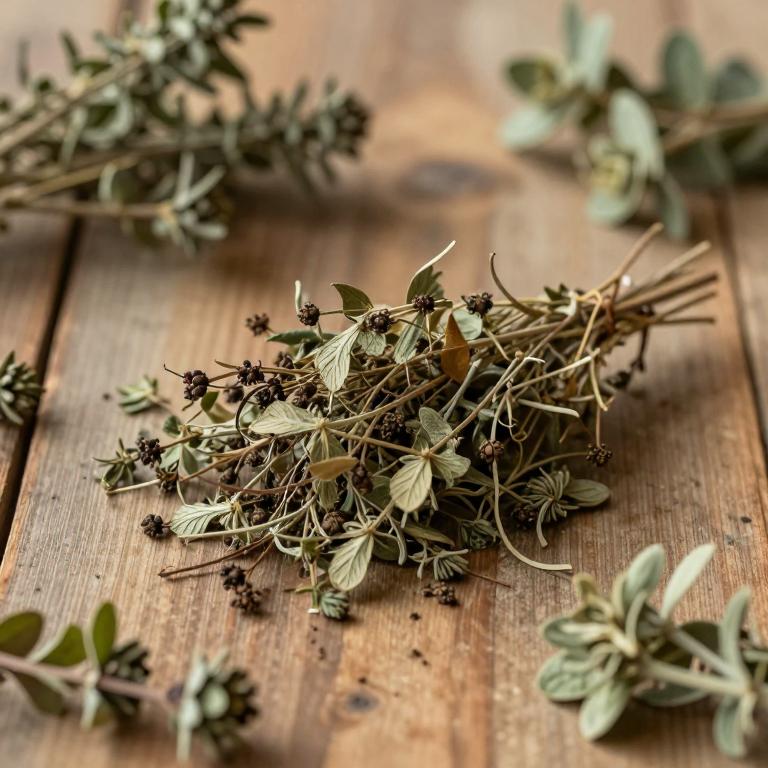 Ocotea puberula