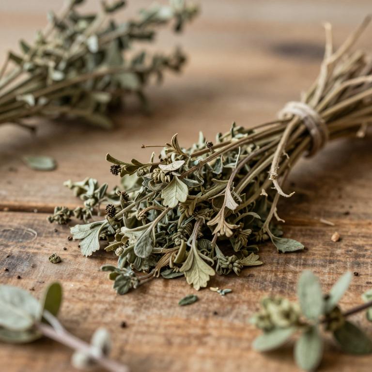 Oenanthe silaifolia