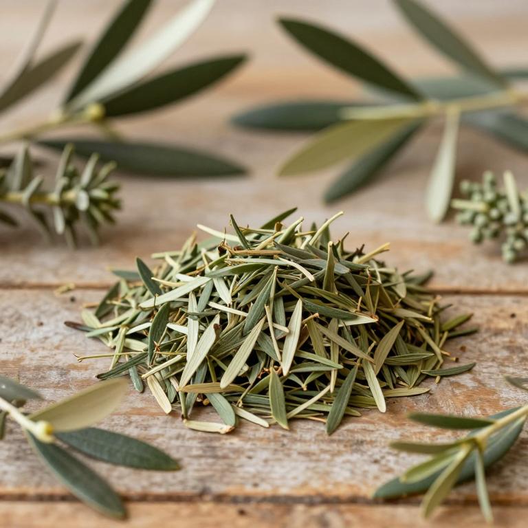 Olea europaea subsp. africana