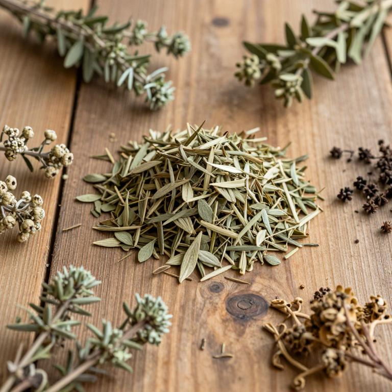 Origanum dayi