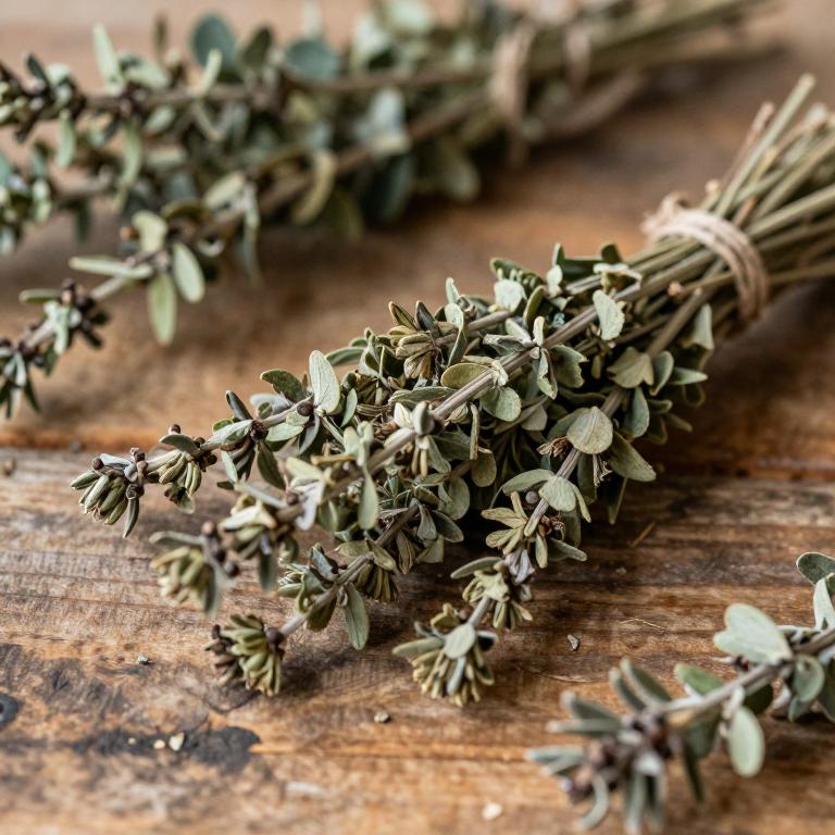 Origanum scabrum