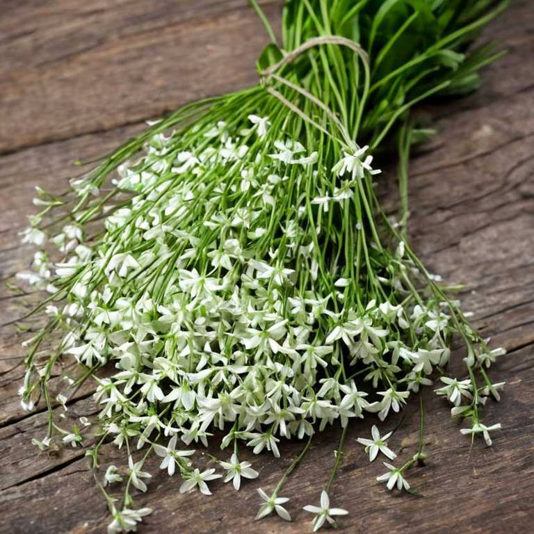 ornithogalum umbellatum