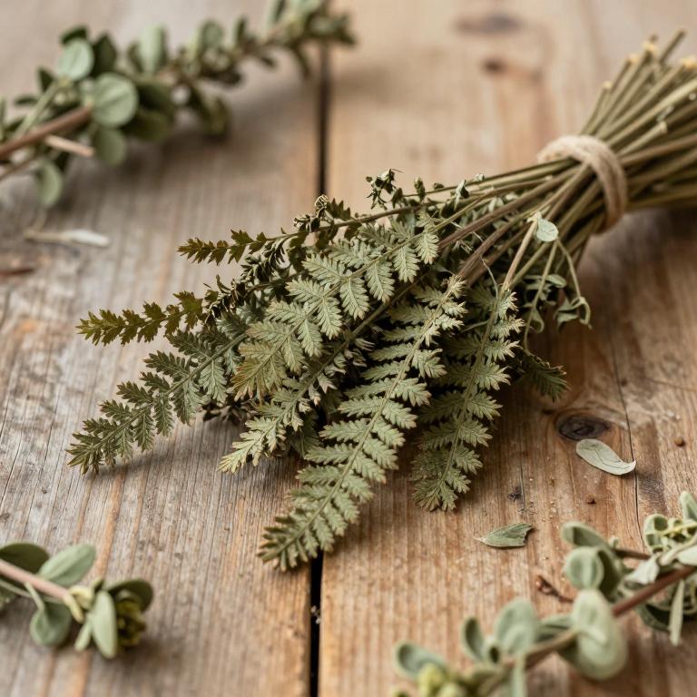 Osmunda lancea