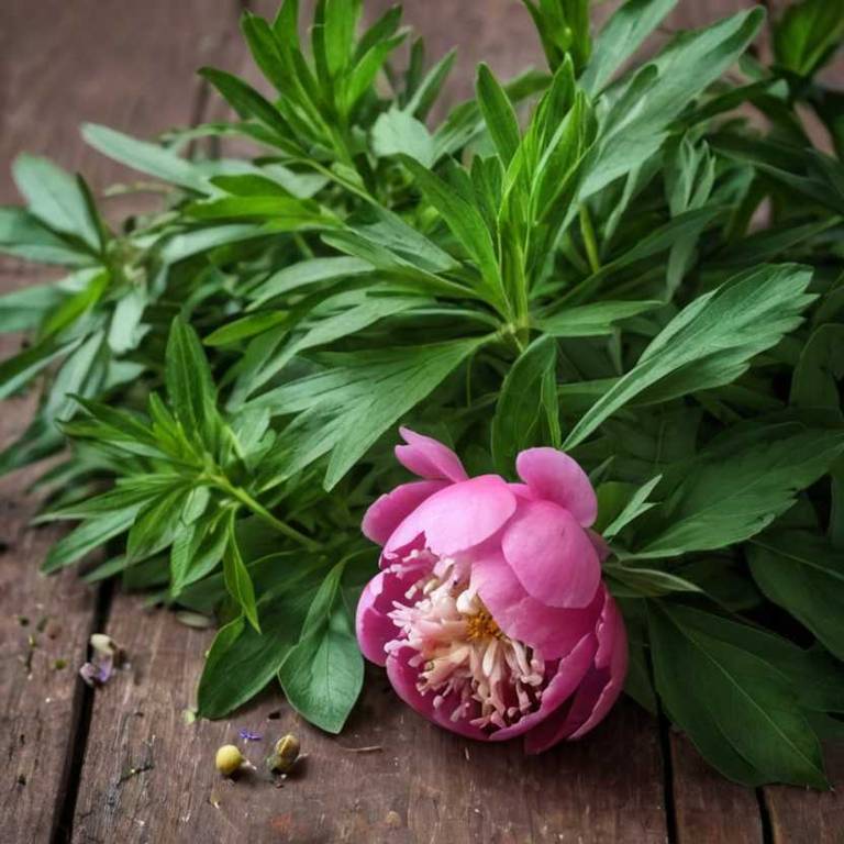 paeonia lactiflora