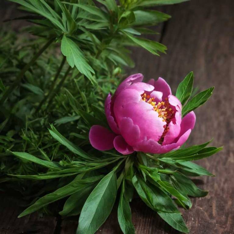 paeonia suffruticosa