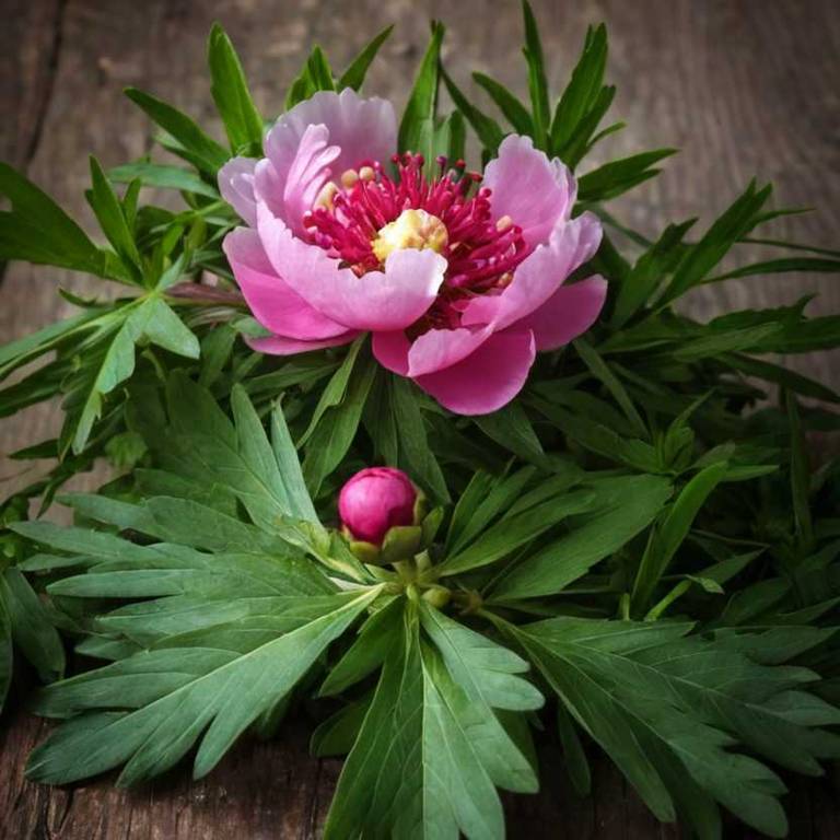 paeonia x suffruticosa