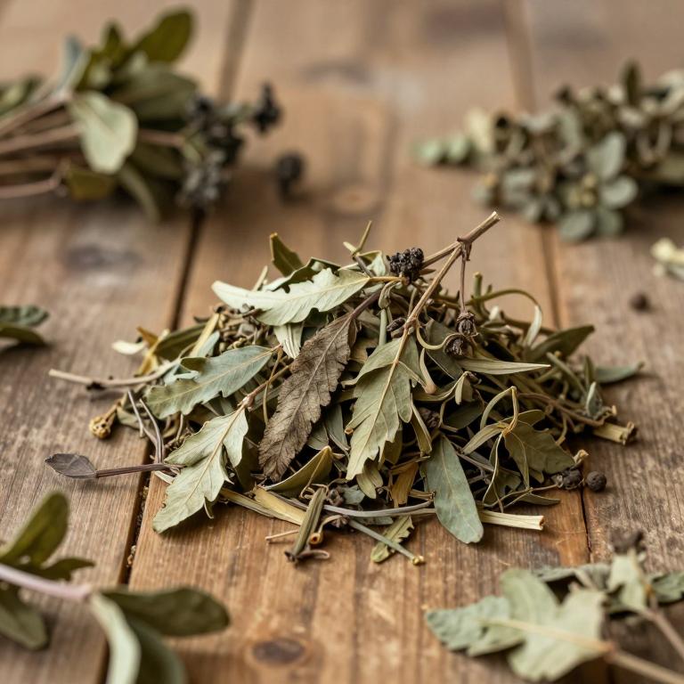 Paepalanthus planifolius