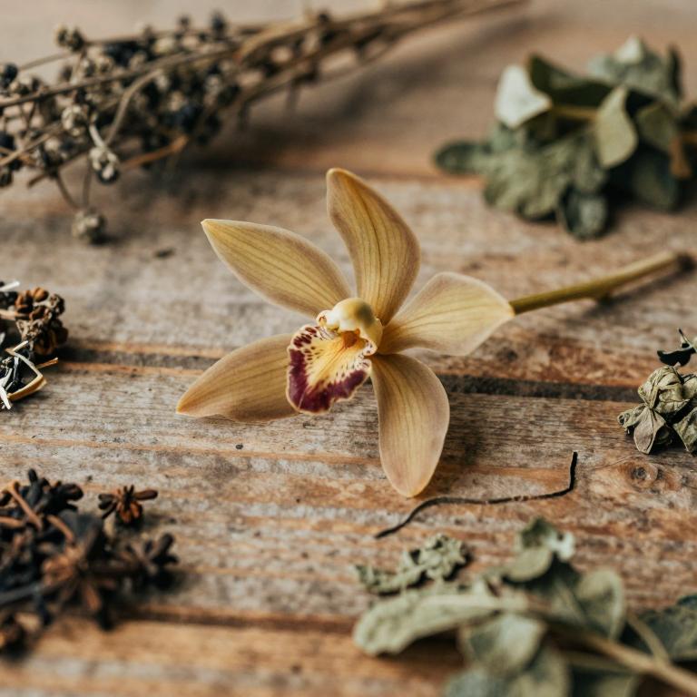Papilionanthe teres
