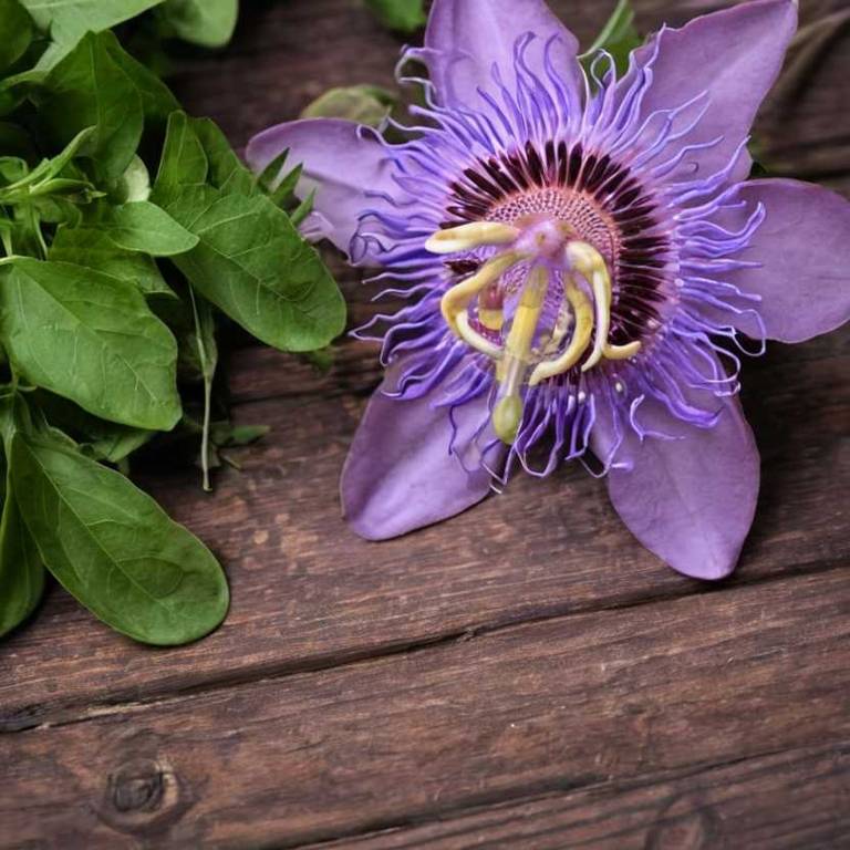 passiflora incarnata for stress