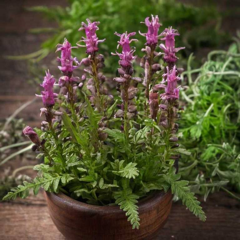 pedicularis canadensis