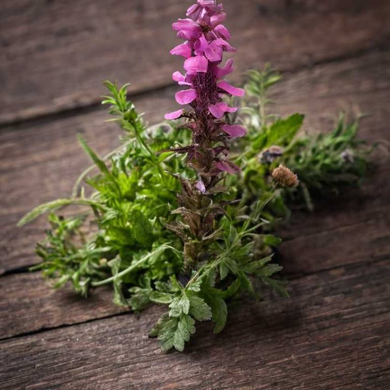 pedicularis densiflora