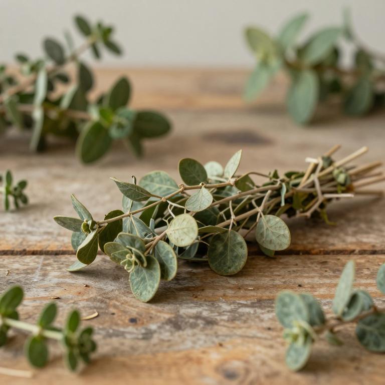 Peperomia leptostachya