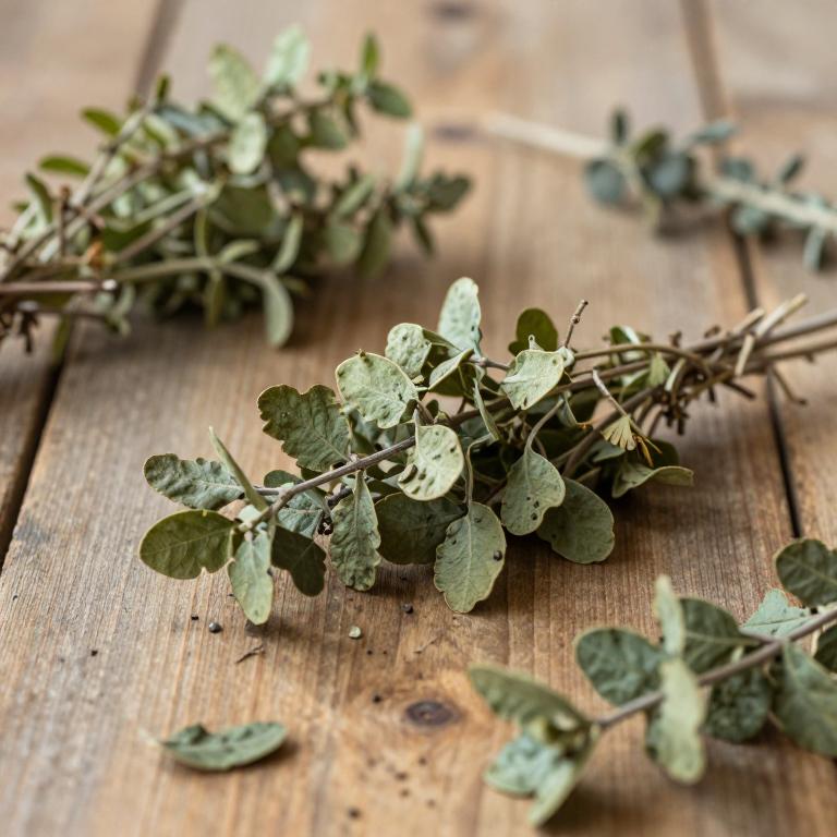 Peperomia pereskiifolia