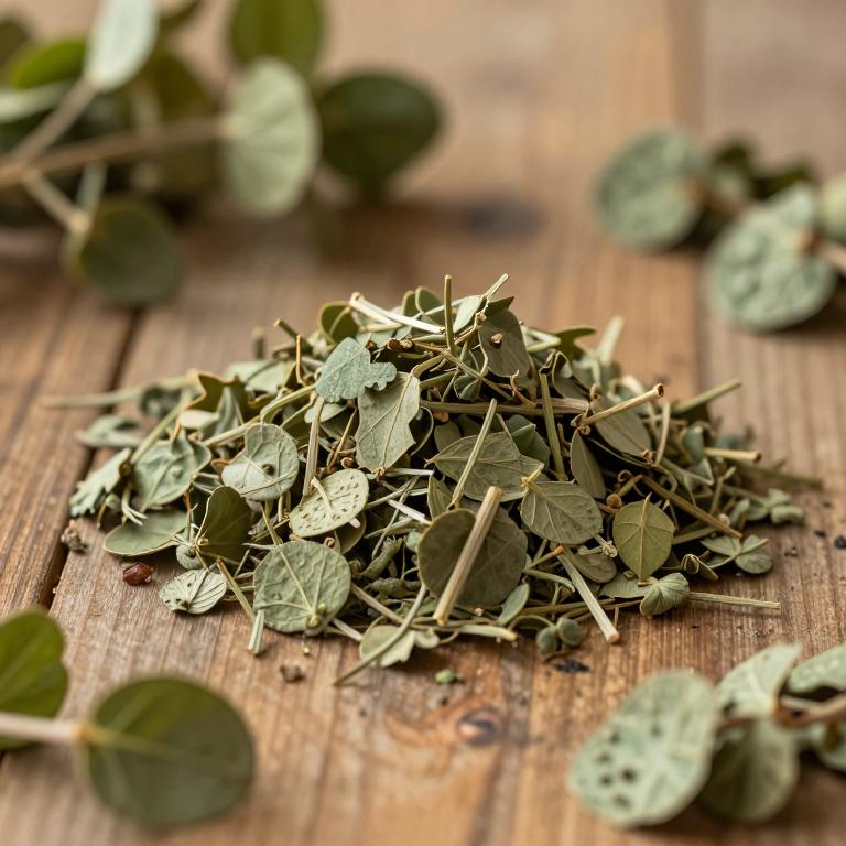 Phyllanthus acuminatus